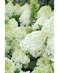 Гортензія волотиста Полар Бір (біла) | Hydrangea paniculata Polar Bear (white) | Гортензия метельчатая Полар Бир (белая)